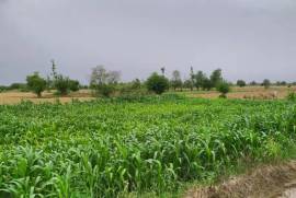 25 Acre agriculture Land For Sale Satiana Road, Faisalabad, बिक्री के लिए, भूमि या प्लॉट, Faisalabad, रुपये 55,000,000