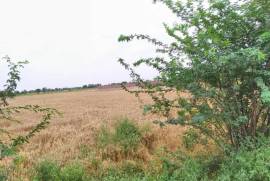 25 Acre agriculture Land For Sale Satiana Road, Faisalabad, برائے فروخت, زمین یا پلاٹ, Faisalabad, روپے 55,000,000