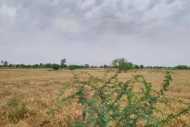 25 Acre agriculture Land For Sale Satiana Road, Faisalabad, برائے فروخت, زمین یا پلاٹ, Faisalabad, روپے 55,000,000