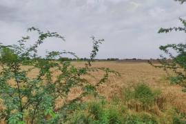 25 Acre agriculture Land For Sale Satiana Road, Faisalabad, برائے فروخت, زمین یا پلاٹ, Faisalabad, روپے 55,000,000